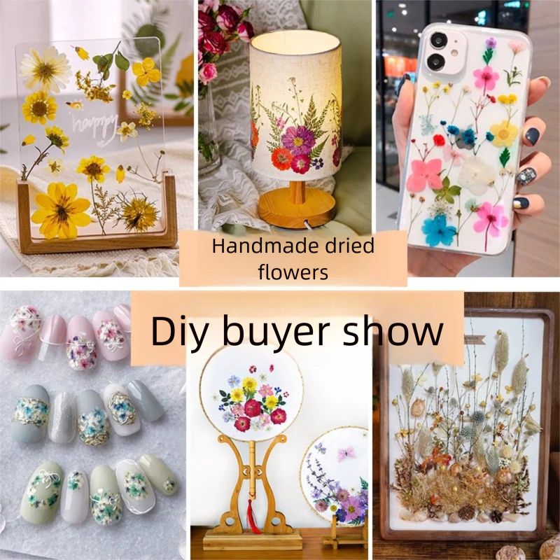 Mixed Dried Flowers, Pressed F - The Plant Parent ulasan dan harga