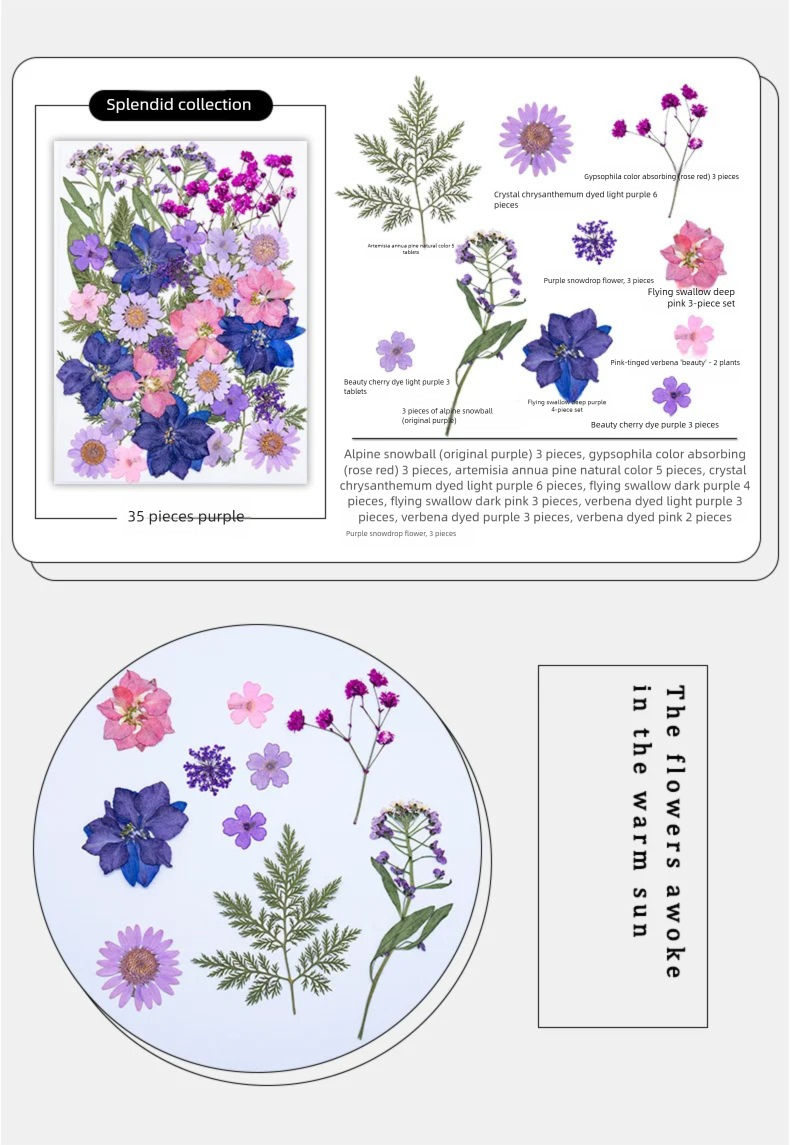Mixed Dried Flowers, Pressed F - The Plant Parent ulasan dan harga
