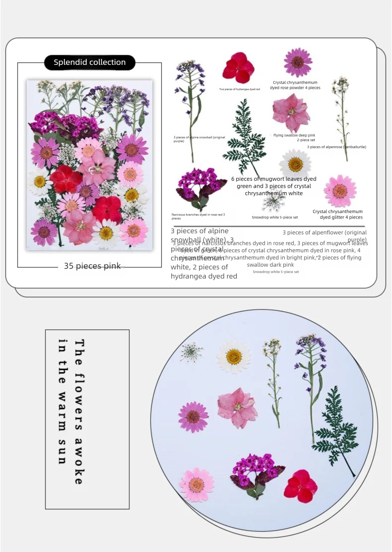 Mixed Dried Flowers, Pressed F - The Plant Parent ulasan dan harga